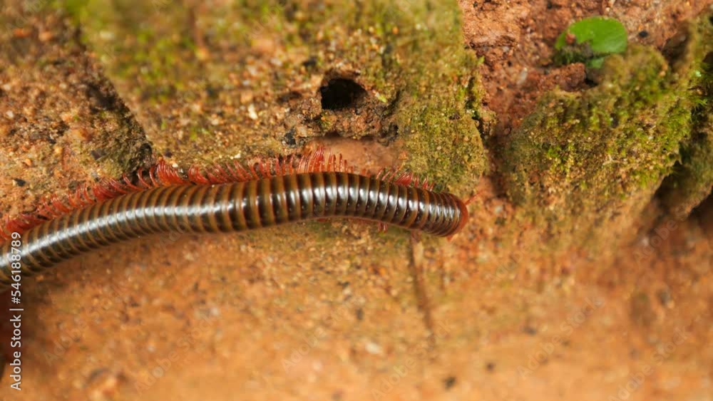 Julida centipede insect in natural jungle environment wildlife