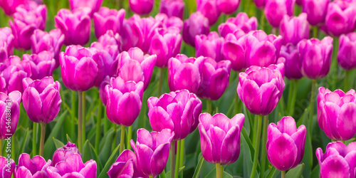 Blooming Tulips. Spring floral background. Field of bright beautiful tulips close-up. Pink and purple tulips at a flower festival in Holland. long banner