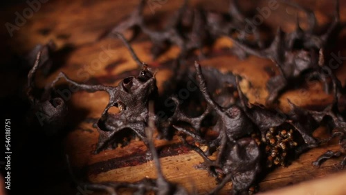 Apis Trigona. Bee colony Trigona or Tetragonula biroi in the hive, non-stinging honey bees. photo