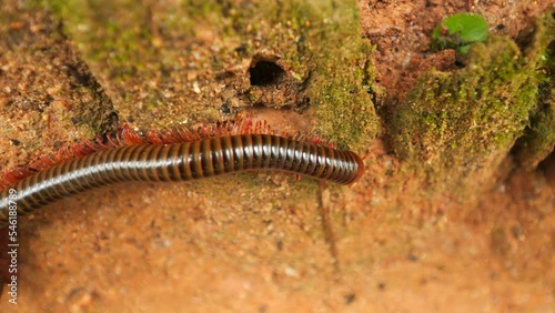 Julida centipede insect in natural jungle environment wildlife high quality 4K closeup shop, Thailand. photo