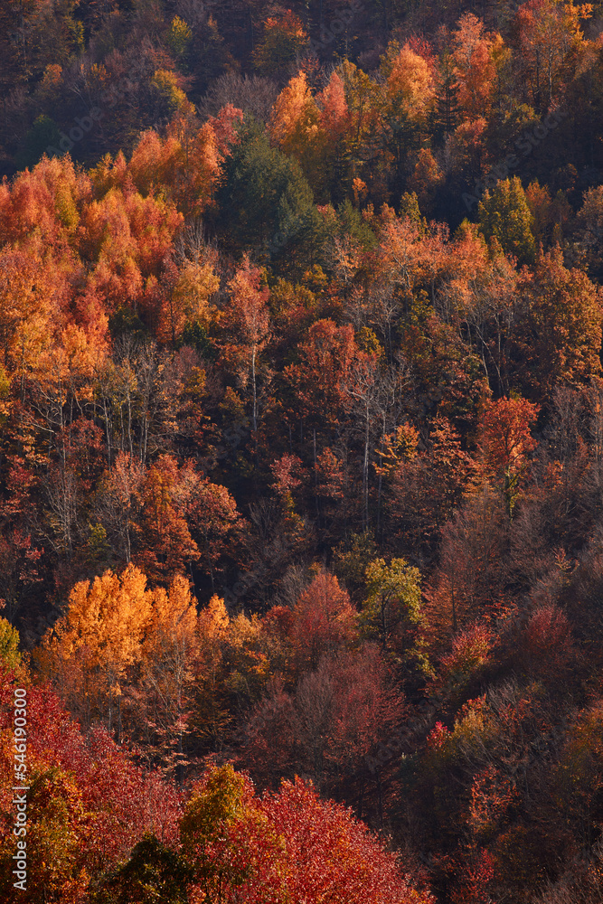 Autumn color trees and countryside landscape. Autumn color trees and countryside landscape.