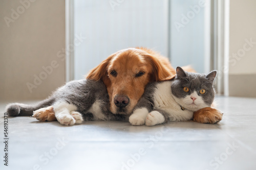 British Shorthair and Golden Retriever get along