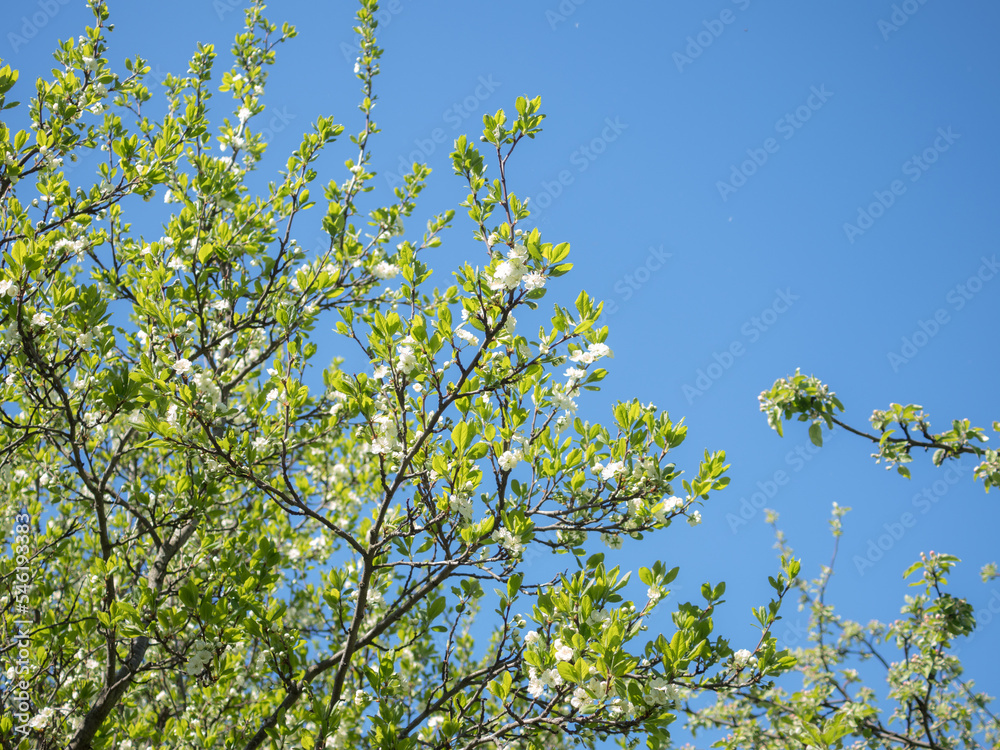 branches of a blossoming apple tree against the sky