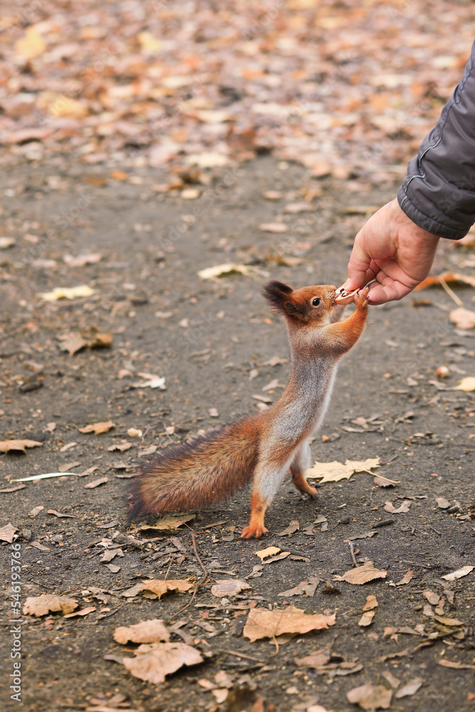 Obraz premium Feeding animals. Feeding the squirrel. A red squirrel eats nuts from his hands. A person feeds an animal. Soft focus
