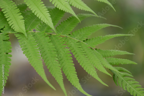 a beautiful green adiantum fern background