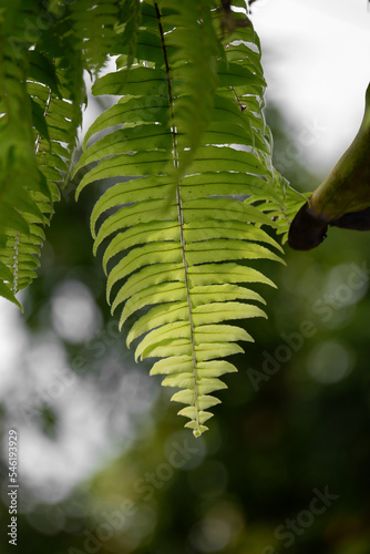 a beautiful green adiantum fern background