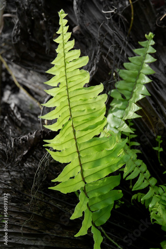 a beautiful green adiantum fern background