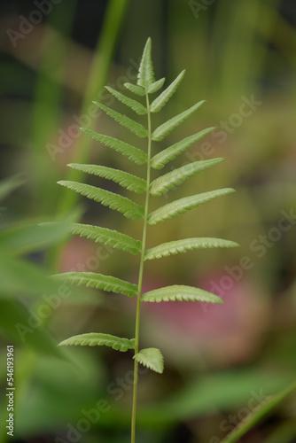 a beautiful green adiantum fern background