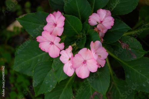 Pink flower blooming with colorful color