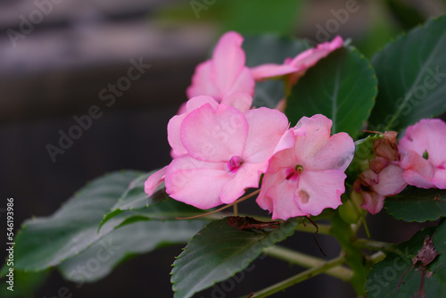 Pink flower blooming with colorful color