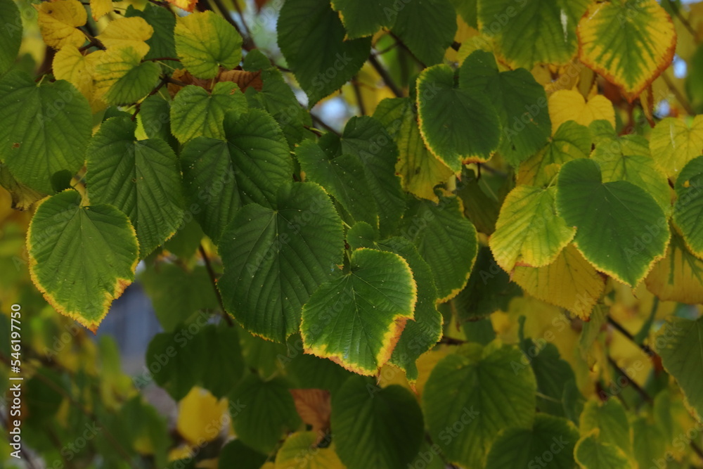 green leaves on the tree starting to turn brown, autumn is coming green leaves on the tree starting to turn brown, autumn is coming