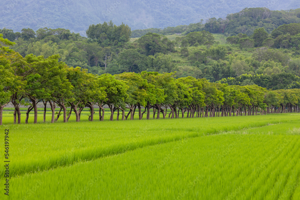 Rice field in Taitung of Taiwan