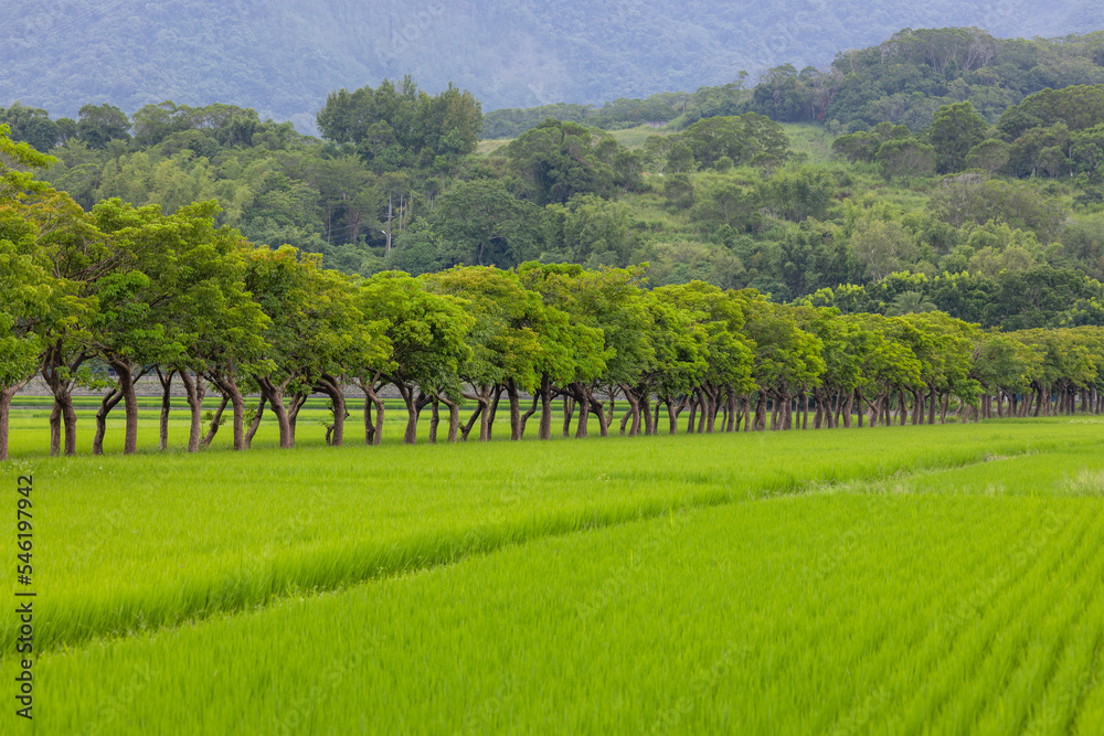 Rice field in Taitung of Taiwan Rice field in Taitung of Taiwan