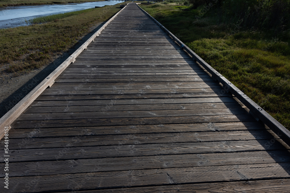 Wooden boardwalk through a California wetland