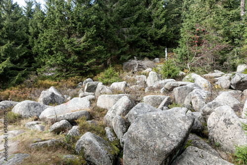 Big stones in the forest. Big boulders