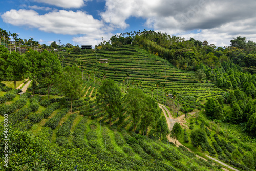 Fresh green tea terrace farm mountain in Nantou of Taiwan