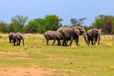 Herd of african elephants in savanna in Serengeti National park in Tanzania