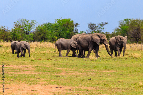 Herd of african elephants in savanna in Serengeti National park in Tanzania