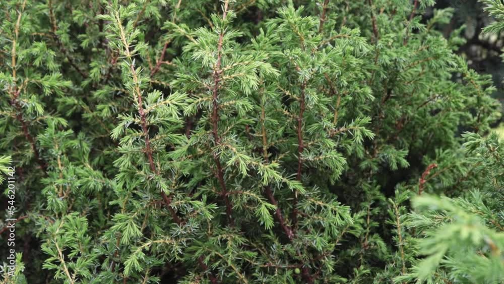 Garden center. Outdoor summer playground. A young juniper seedling planted in a pot with earth. Garden center. Outdoor summer playground. A young juniper seedling planted in a pot with earth.