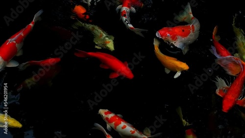 Koi fish or carp fish swimming in pond. It golden red orange and yellow of body koi fish. The surface ripples while the carp fish swim in the pond. It more colorful varieties in outdoor pond or garden
