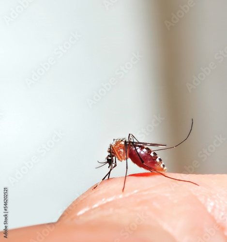 Close up of mosquito sucking blood on human skin, Mosquito is carrier of Malaria/ Encephalitis/ Dengue/ Zika virus
