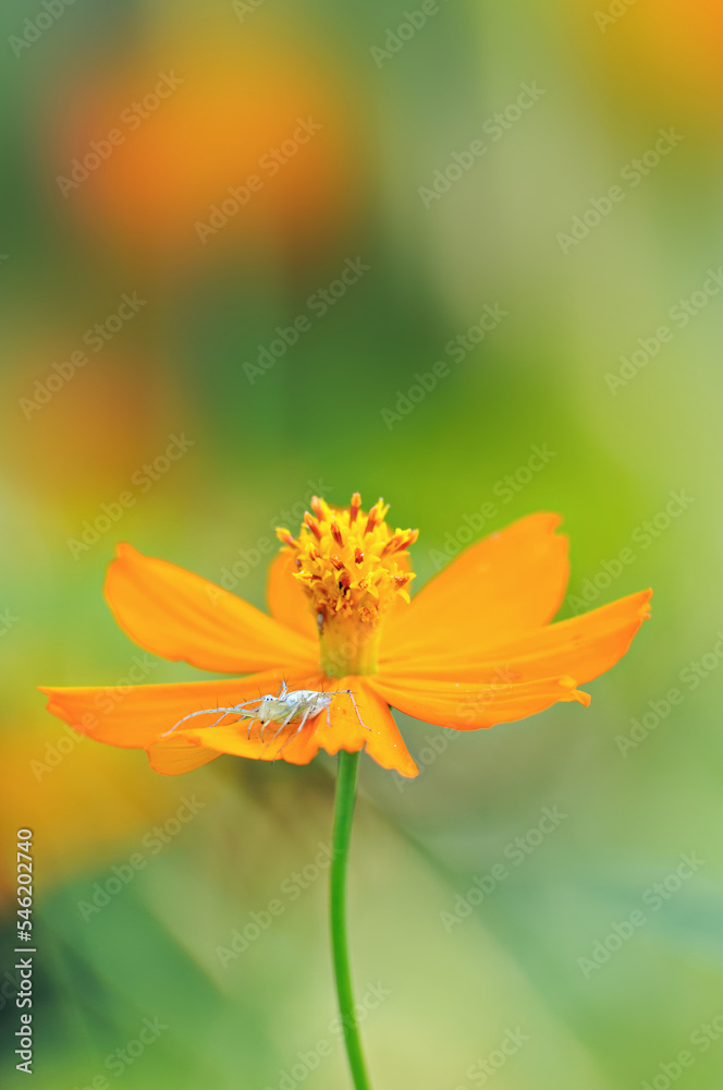 closeup yellow cosmos flowers background natural closeup yellow cosmos flowers background natural