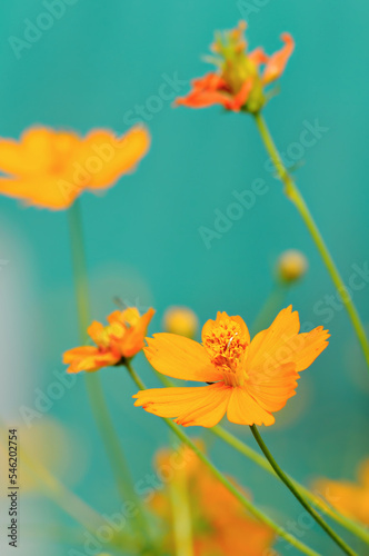 Fototapeta Naklejka Na Ścianę i Meble -  Yellow cosmos flowers/ background nature