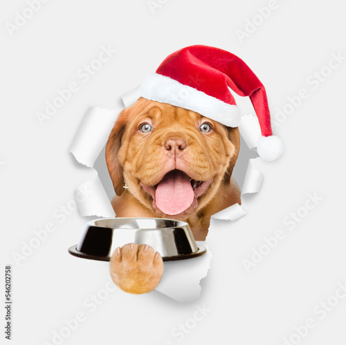 Hungry Mastiff puppy wearing red santa hat holds empty bowl and looks through the hole in white paper © Ermolaev Alexandr