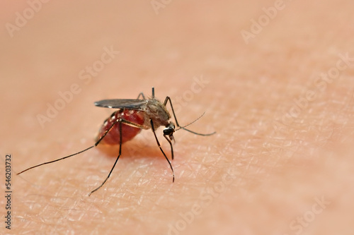 Close up of mosquito sucking blood on human skin  