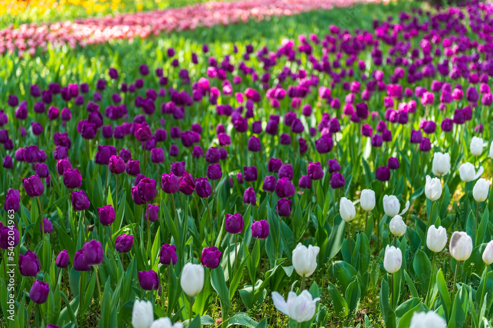 blooming spring pink, lilac and white tulips flower like background in park, garden floral background blooming spring pink, lilac and white tulips flower like background in park, garden floral background