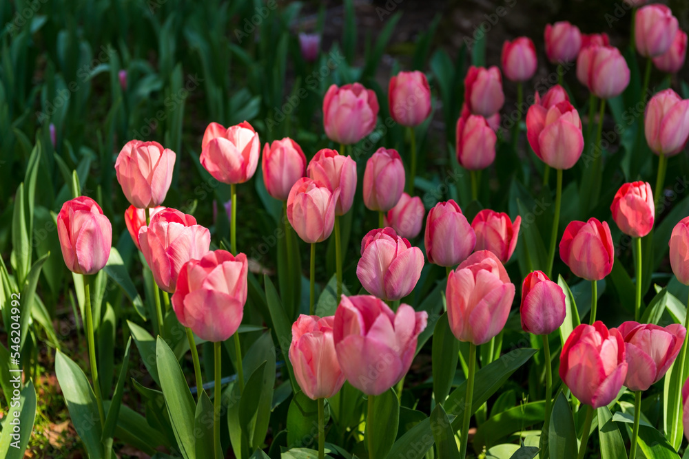blooming spring pink tulips flower with sun beams like background in park, garden floral background blooming spring pink tulips flower with sun beams like background in park, garden floral background