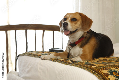 Happy beagle resting on a bed