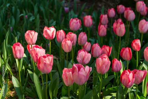blooming spring pink tulips flower with sun beams like background in park  garden floral background