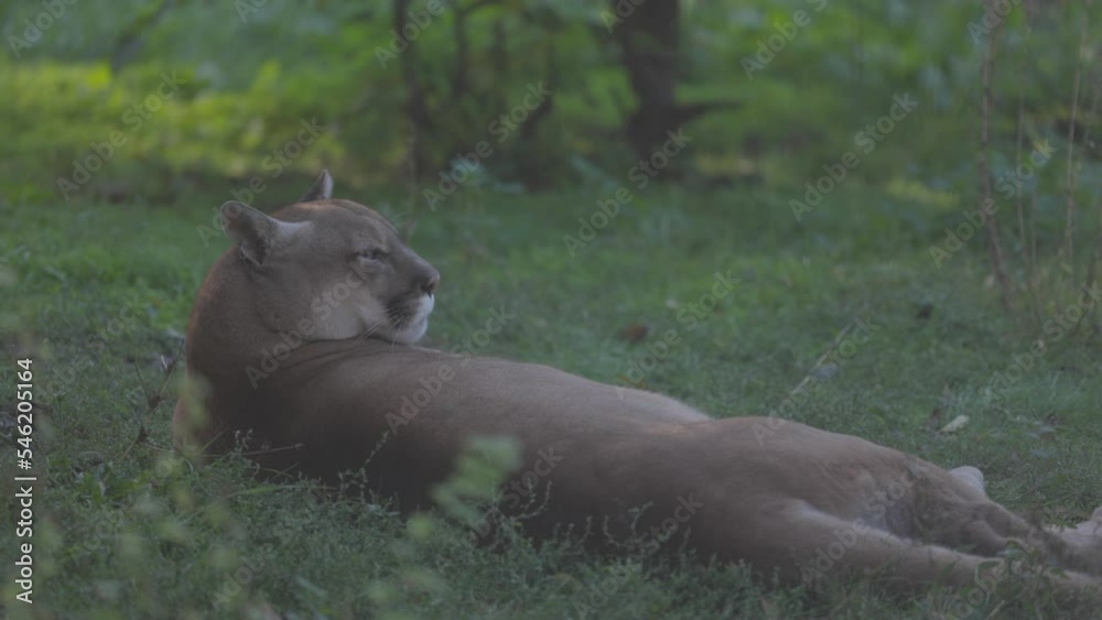 Beautiful Puma in forest. American cougar - mountain lion. Wild cat resting on the grass, scene in the woods. Wildlife America. Slow motion, ProRes 422, ungraded C-LOG 10 bit video