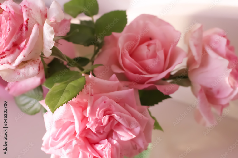 gorgeous blooming pink roses. House flowers.