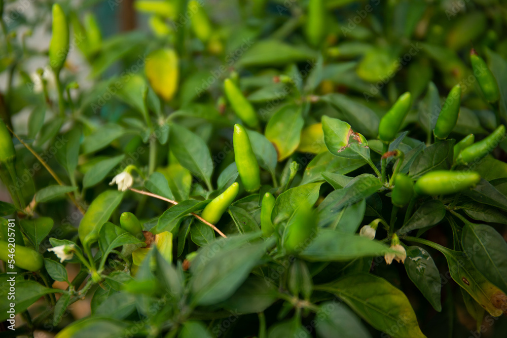 Photo of chilies tree in the garden Photo of chilies tree in the garden