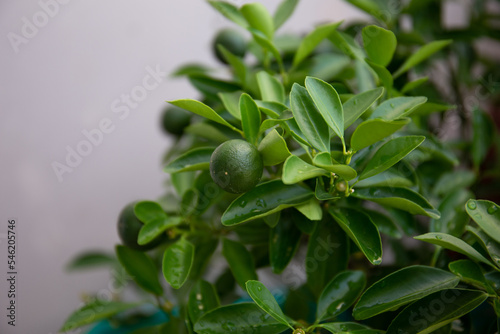 Close up of lemon on tree in the garden 
