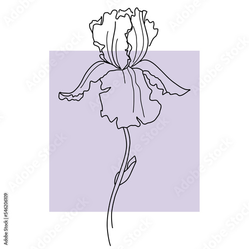 Wall art with line iris. Plant with leaves vector illustration. Minimalist black sketch prints. Botanical wall art.