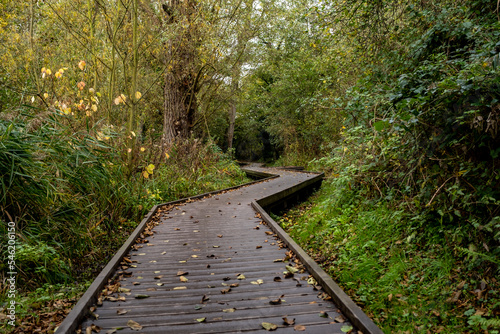 Wooden boardwalk through the trees during the autumn