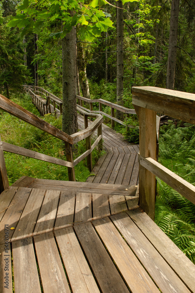 Vertical photo of a wooden bridge with steps and railings in a green forest Vertical photo of a wooden bridge with steps and railings in a green forest