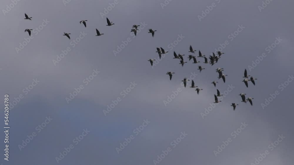 Geese flying in formation in the winter sky of England. Bird flu has been killing thousands of birds in the UK including geese 4K Geese flying in formation in the winter sky of England. Bird flu has been killing thousands of birds in the UK including geese 4K