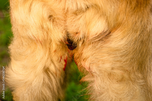 Red drops of blood on the genitals and ass of a dog in estrus close-up. The concept of reproduction in mammals
