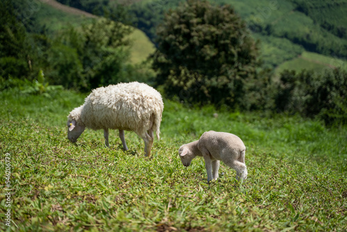 Sheeps  lambs on the mountain farm against green grass fields with blue sky and white clouds. Cheeps on the green grass