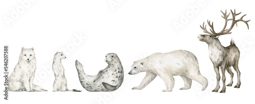 Watercolor set with wild Arctic animals. Reindeer  polar bear  arctic fox  seal  ermine. Cute hand-painted woodland wildlife
