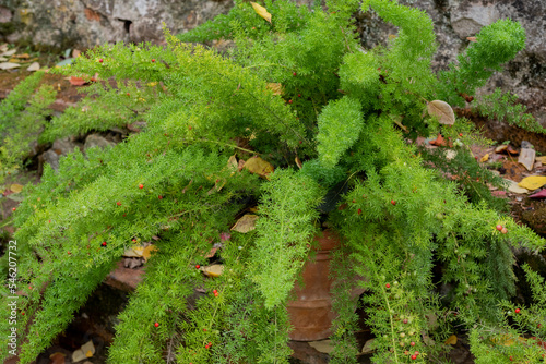 Fluffy green plant with needles in a pot, close up, background, texture

 photo