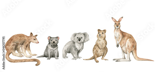 Watercolor set with wild Australian animals. Kangaroo, quokka, tasmanian devil, koala, tree kangaroo. Cute wildlife animal