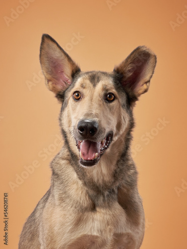 portrait of a beautiful dog beige background. Mix of breeds. Happy Pet in the studio © Anna Averianova