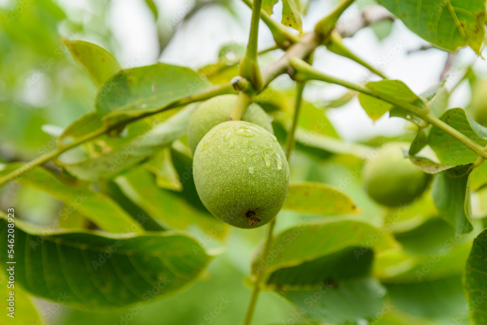 Green ripe walnuts on tree. 
