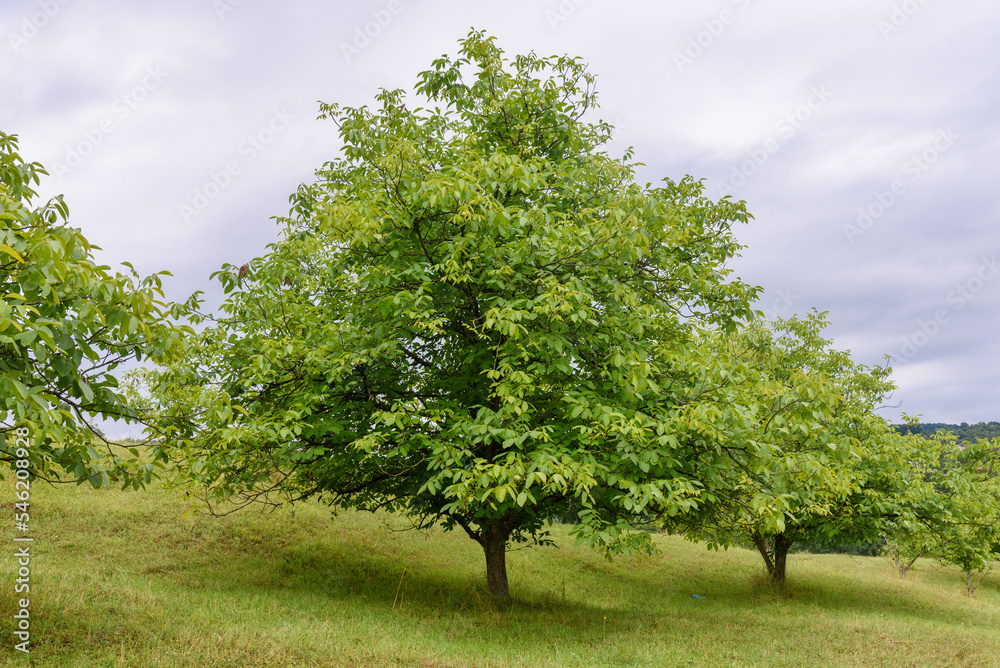 Green ripe walnuts on tree. 