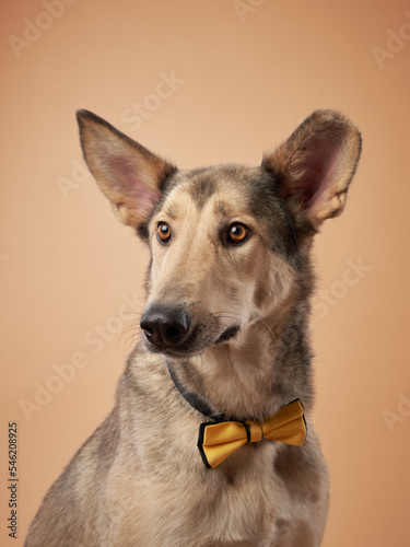 portrait of a beautiful dog beige background. Mix of breeds. Happy Pet in the studio